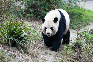 西甲射手榜：贝林厄姆8场8球居首，久保健英、何塞卢、莫拉塔5球居次席